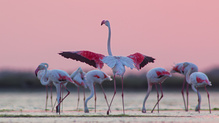 Rosaflamingos