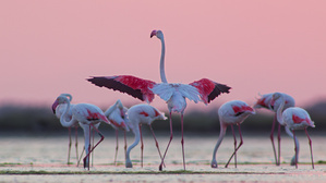 Rosaflamingos