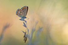 Falterfinale im Spätsommer