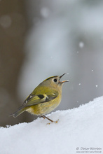 Noch ein Bild mit Schnee...