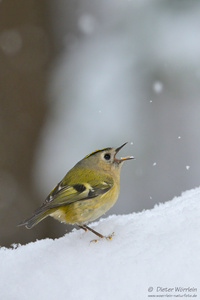 Noch ein Bild mit Schnee...