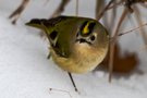 Wintergoldhähnchen