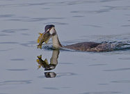 Eine unbekäme Beute