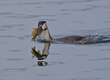 Eine unbekäme Beute