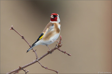 an der Winterfütterung ...