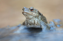 ....ist denn schon wieder Wochenende ??