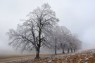 Reifbäume im Nebel