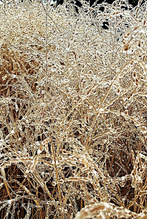 Wie in Glas gegossen