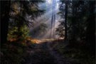 Sanftes Licht auf dem Waldweg ...