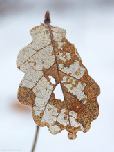 Baumstruktur im Winterblatt