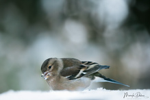 Buchfink im Schnee