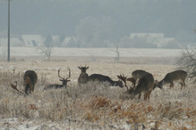 Die Suche nach Grün