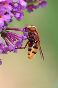 Gegen das Wintergrau...
