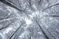 Frostiger Buchenwald