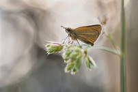 _____Dickkopffalter_______