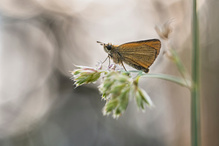 _____Dickkopffalter_______