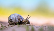 Schnecke