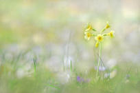 Frühlingserwachen ...,