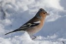 Buchfink im Schnee