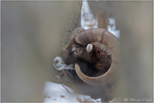 Europäische Mufflon (Ovis gmelini musimon)