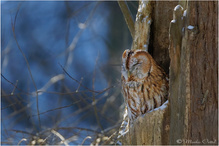 Waldkauz (Strix aluco)