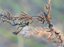 Grabwespen (Prionix kirbii)  am Morgen
