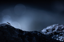 Steinfliege (Ordnung Plecoptera)