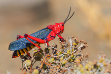 Aposematismus-Warnfärbung