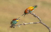 Nachbarschaftsstreit