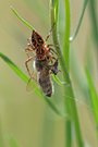 Spinne mit Beute