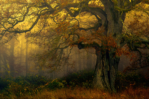 "Märchenbuch-Eiche"