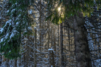 Sonnenschein und Regen