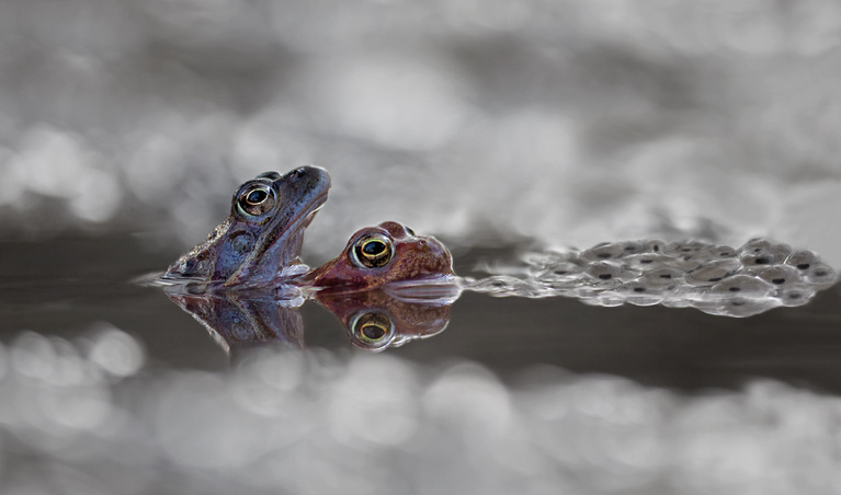 Bei den Fröschen im Schlafzimmer.....