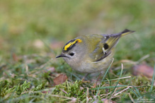 Wintergoldhähnchen