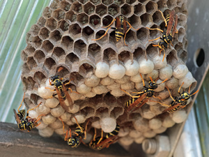 Der "Bau" der Feldwespen