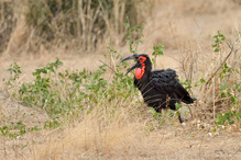 Südlicher Hornrabe (Kaffernhornrabe)