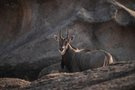Nilgai on the rocks