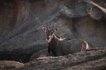 Nilgai on the rocks