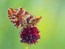 Hochmoor Perlmuttfalter