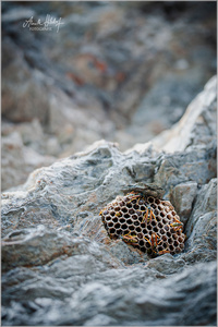 Das Zuhause der Bergfeldwespe