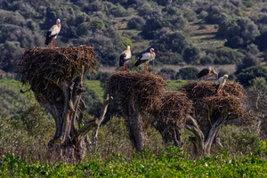 Kommunaler Wohnungsbau...