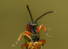 Rotes Getreidehähnchen (Oulema melanopus)