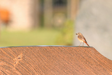 Frau Gartenrotschwanz