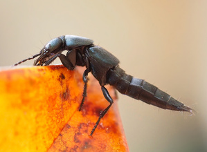 Schwarzer Moderkäfer (Ocypus olens)