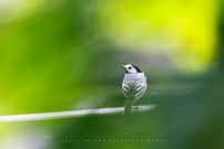 Sehnsucht nach Grün