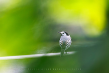 Sehnsucht nach Grün