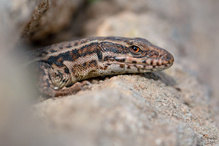Mauereidechse (Podarcis muralis)