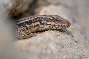 Mauereidechse (Podarcis muralis)