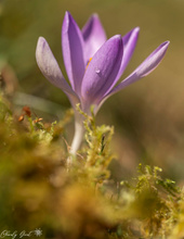 Die ersten Frühlingsboten