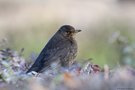 Amsel Weibchen